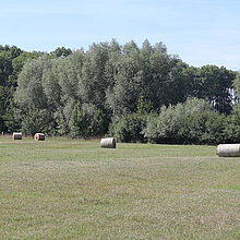 Heuballen auf der Wiese