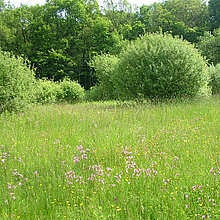 Blütenreiche Feuchtwiese