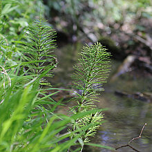 Riesen-Schachtelhalm