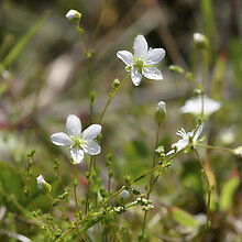 Knotiges Mastkraut (Sagina nodosa) im Naturschutzgebiet Brink.