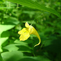 Echtes Springkraut mit gelber Blüte.