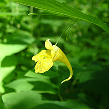 Echtes Springkraut (Impatiens noli-tangere)