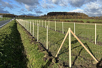 Heckenpflanzung
