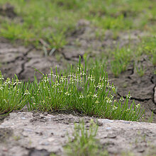 Kleiner Mäuseschwanz