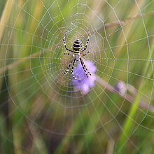 Wespenspinne im Netz