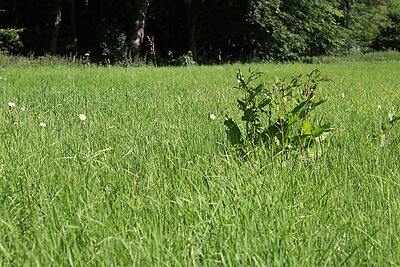 Breitblättriger Ampfer (Rumex obtusifolius) kann -anders als im Bild zu sehen- im Grünland Massenbestände bilden.