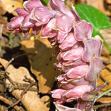 Gewöhnliche_Schuppenwurz (Lathraea squamaria)