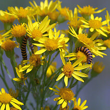 Jakobs-Greiskraut (Senecio jacobaea)