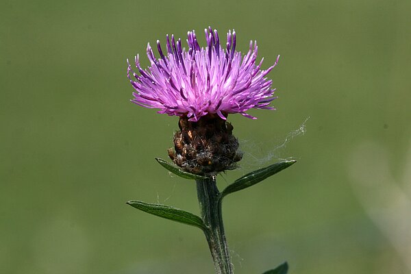 Wiesen-­Flockenblume (Centaurea jacea). In NRW im Bestand gefährdet (Rote Liste NRW 2020)