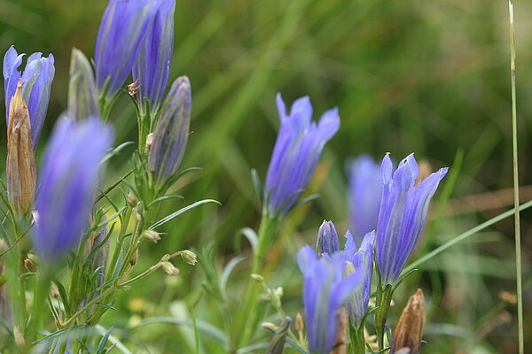 Lungenenzian (Gentiana pneumonanthe). Bestand in NRW gefährdet (Rote Liste NRW 2020)