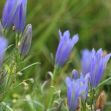 Lungenenzian (Gentiana pneumonanthe). Bestand in NRW gefährdet (Rote Liste NRW 2020)