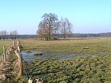 Nassgrünland im Letter Bruch (Dezember).