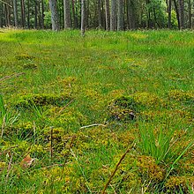 Flachgründig vermoorten, torfmoosreiche Geländesenken mit Braun-Segge, Sumpf-Veilchen, Hunds-Straußgras und Blutwurz.