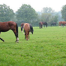 Pferde auf der Weide