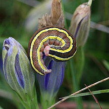 Erbseneule auf Blüte