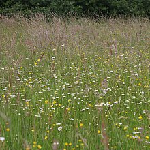 Im Kreis Coesfeld gibt es nur noch wenige Flächen mit artenreichen Glatthaferwiesen. Vereinzelt sind sie auch als Wegraine oder auf unbefestigten Wirtschaftswegen mit alter Grasnarbe erhalten geblieben, wie hier in Südkirchen.