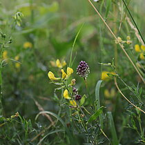 Wiesen-­Platterbse (Lathyrus pratensis)