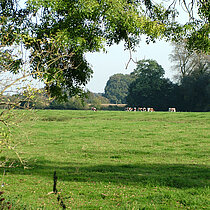 Flößwiese mit Rinder und Bäumen im Hintergrund.