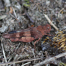 Blauflügelige Ödlandschrecke