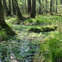Erlen-Auwald