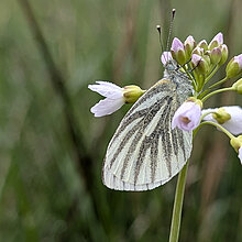 Grünader Weißling Schmetterling
