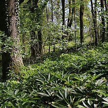 Grüne Nieswurz im Wald.