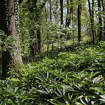 Grüne Nieswurz im Wald.