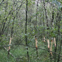 Maßnahmen im Übergangsmoor: Zurücknahme der Gehölze durch Ringelung im August 2016. Beim Ringeln werden die Leitungsbahnen des Baumes gekappt und der Baum stirbt langsam ab.