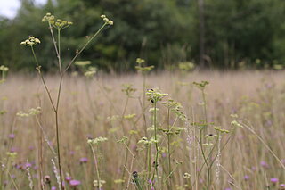 Schlodbachaue bei Nordkirchen im Spätsommer: Die Glatthaferwiese mit der seltenen Wiesensilge (Silaum silaus) wächst auf basischen und feuchten Böden. Die Wiesensilge blüht erst spät von August bis September, sodass der zweite Wiesenschnitt hier nicht zu früh erfolgen darf.