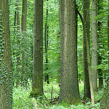 Wald bei Haus Burlo
