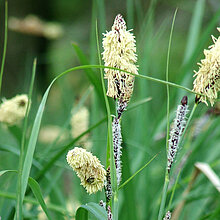 Sumpf-Segge Blüten