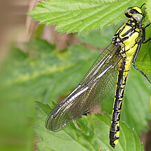 Gemeine Keiljungfer, eine Fließgewässerlibelle auf einem Blatt.