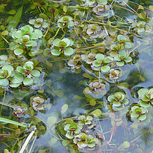 Sumpfquendel ist eine typische Pflanzenart meso- bis oligotropher Gewässer auf Sand. Diese sind selten gewordene, aber typische Elemente der Heide-Moor-Landschaftskomplexe des Münsterlandes.