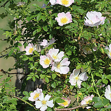 Blühende Hundsrose (Rosa canina) 