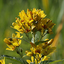 Gewöhnlicher Gilbweiderich Blüte
