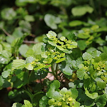 Wechselblättriges Milzkraut