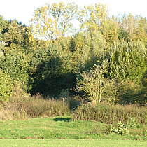 Alte Heckenstruktur