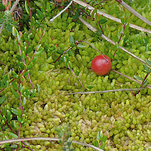 Torfmoos (Sphagnum papillosum)