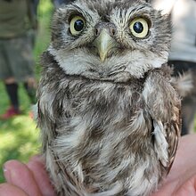 Ein junger Steinkauz nach der Beringung.