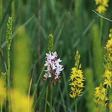 Moor-Knabenkraut (Dactylorhiza maculata ssp. elodes) kommt in NRW nur im Süskenbrocksmoor in den Borkenbergen vor! Der Bestand ist infolge von Gehölzsukzessionen vom Aussterben bedroht.  Von ehemals 300 -500 Orchideen sind nur noch rund 20 Exemplare vorhanden.