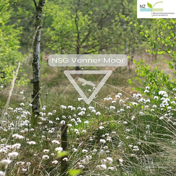 🌿 Venner MoorMystisch, still und voller Leben – das Venner Moor bei Senden ist ein einzigartiges&hellip;
