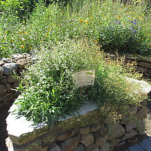 Naturnaher Garten: Beet mit essbaren Pflanzen zum Probieren.