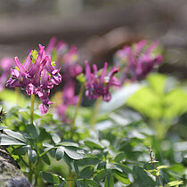 Violett blühender Gefingerter Lerchensporn (Corydalis solida).
