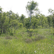 Verbuschte Feuchtheide