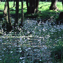 Kleingewässer mit Wasserfedern (Hottonia)