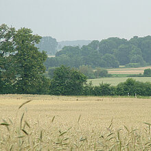 Felder im NSG Ichterloh