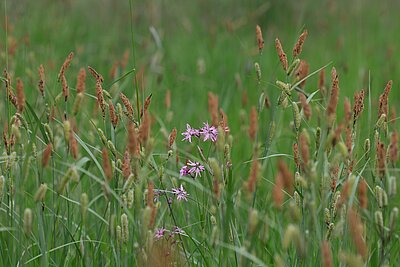 NSG Alstätter Wäldchen (Billerbeck): Ein Großseggenried mit blühender Schlank­Segge (Carex gracilis) und Kuckucks­Lichtnelke (Lychnis floscuculi). Großseggen wurden früher als Einstreu für das Vieh genutzt. Streng genommen gehören diese Bestände eher zu den Röhrichten. Sie stehen aber oft räumlich in Kontakt zu den Feuchtwiesen und haben oft ähnliche Begleitarten.