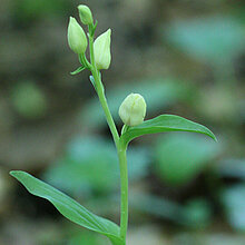 Weißes Waldvöglein (Cephalanthera damasonium)