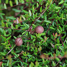 Gewöhnliche Moosbeere (Vaccinium oxycoccos)