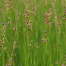 Spitzblütige Binse (Juncus acutiflorus)